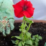 Your Petunias Feed Fine but the Blooms Slowly Fade – Here’s the Fertilizing Slip Quietly Behind It