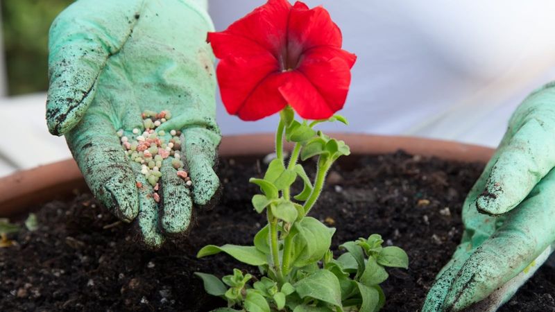 Your Petunias Feed Fine but the Blooms Slowly Fade – Here’s the Fertilizing Slip Quietly Behind It