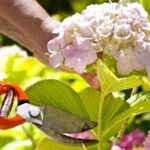 The One Thing North Carolina Hydrangeas Need Before September or They Skip Next Spring’s Blooms