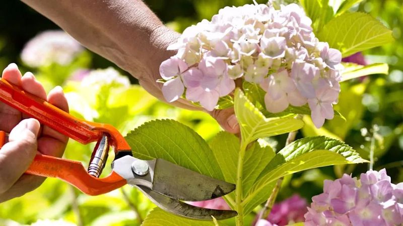 The One Thing North Carolina Hydrangeas Need Before September or They Skip Next Spring’s Blooms