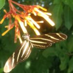 7 Florida Native Plants That Bring Zebra Longwing Butterflies Back to Yards They’ve Vanished From