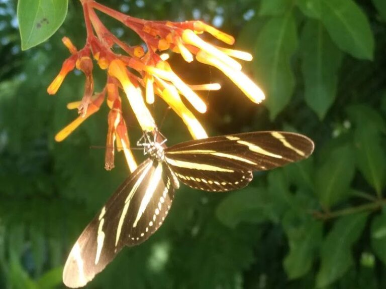 7 Florida Native Plants That Bring Zebra Longwing Butterflies Back to Yards They’ve Vanished From
