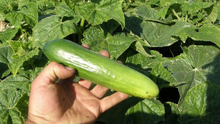 If your cucumbers taste bitter this August, one watering habit usually starts it before you ever pick them