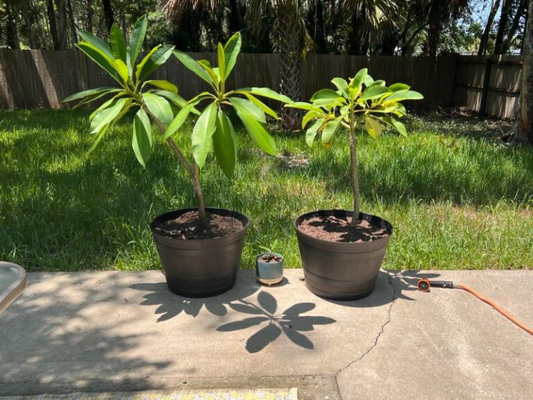 What Potted Plumeria in California Need Right Now to Keep Growing Before the Cool Nights Arrive