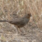 How To Support the California Towhees That May Eat Some Weed Seeds and Arthropods While Foraging in Your Yard