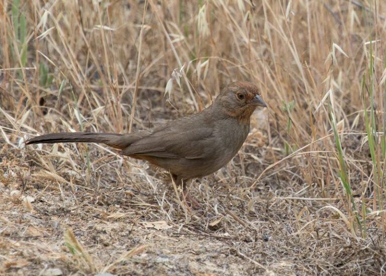 How To Support the California Towhees That May Eat Some Weed Seeds and Arthropods While Foraging in Your Yard