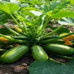 If your zucchini plants are all leaves and vine but the fruit never fills out this August, one feeding habit usually starts it