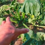 Your Zucchini Suddenly Wilts and Collapses in the Late-Summer Heat – Here’s a Key Cause to Check and How to Respond