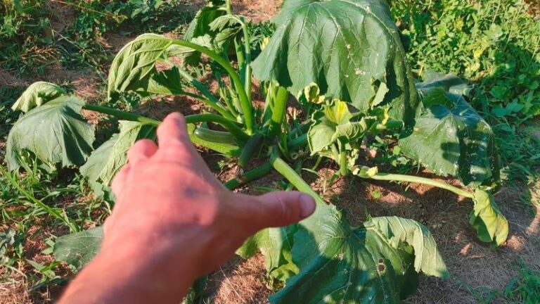 Your Zucchini Suddenly Wilts and Collapses in the Late-Summer Heat – Here’s a Key Cause to Check and How to Respond