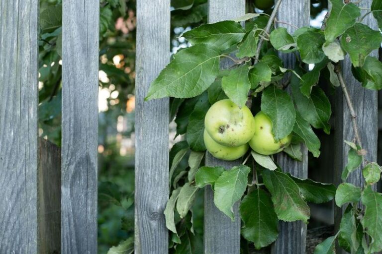 What California Law Actually Says When Your Neighbor’s Fruit Hangs Over Your Fence