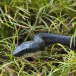 The Texas Rat Snake in Your Yard: Examining the Claim That One Snake Eats Up to 190 Mice a Year