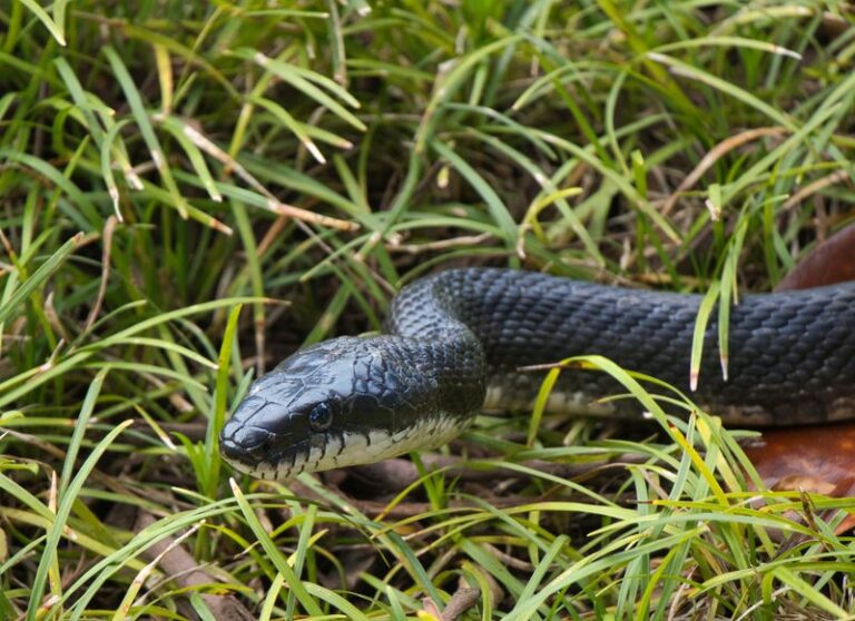 The Texas Rat Snake in Your Yard: Examining the Claim That One Snake Eats Up to 190 Mice a Year