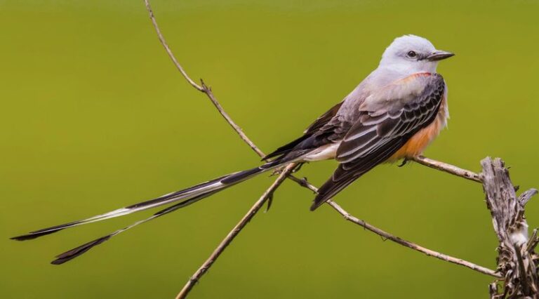 The Texas Yard Bird That May Help Hunt Cicadas and Grasshoppers This Summer
