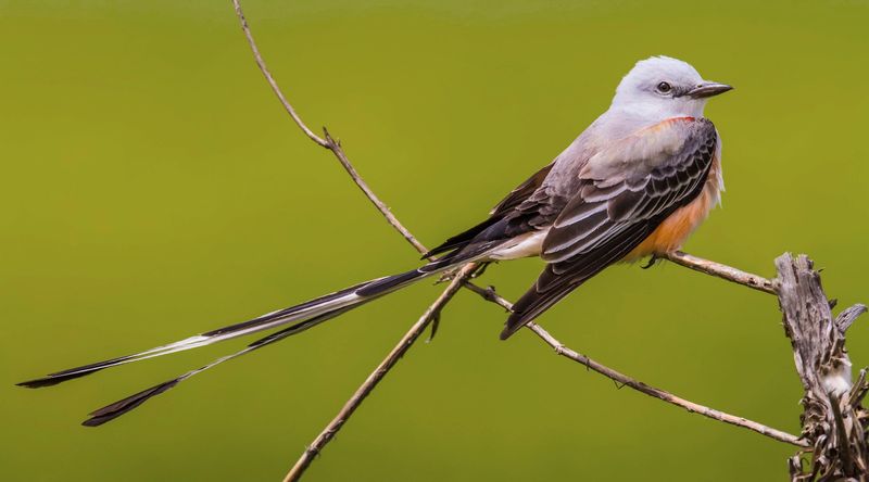 The Texas Yard Bird That May Help Hunt Cicadas and Grasshoppers This Summer