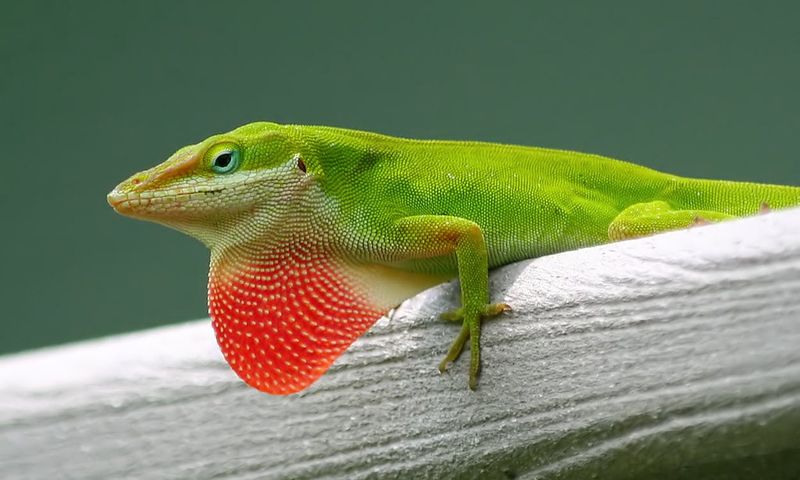 Green Anoles On Your Central Texas Fence: Useful Native Predators, Not A Proven Mosquito Fix