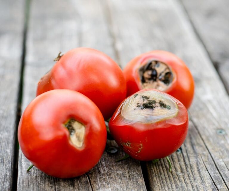 If Your Tomato Fruit Develops Sunken Black Patches on the Bottom in Late-Summer Heat, Blossom-End Rot Is Usually Behind It