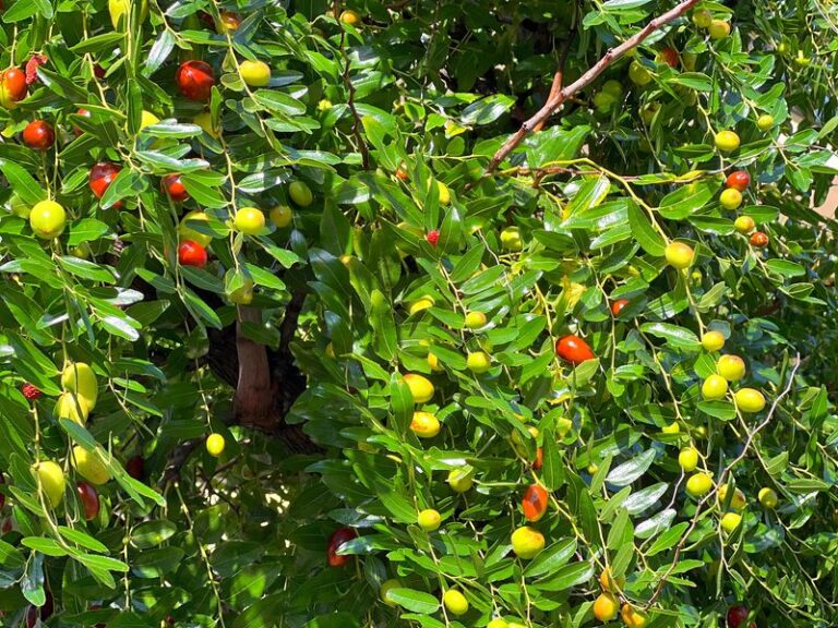 This Is the Easiest Fruit Tree California Gardeners Haven’t Planted Yet, and It Barely Asks for Anything