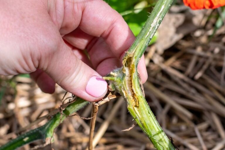 If Your Squash Leaves Suddenly Wilt at Midday in Late-Summer Heat, Check the Base of the Stem First