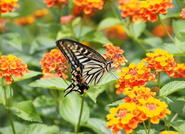 What North Carolina Gardeners Do To Get Lantana That Blooms Nonstop From Spring Right Through Fall