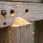 What It Really Means When Carpenter Bees Start Drilling Into Your North Carolina Deck And Fence Rails