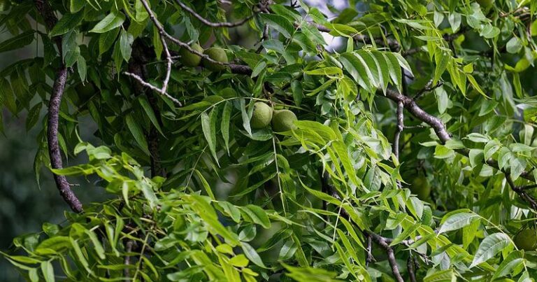 Your Tomatoes Set Fewer Fruit Than They Should — Here’s the One Neighboring Plant Quietly Holding Them Back