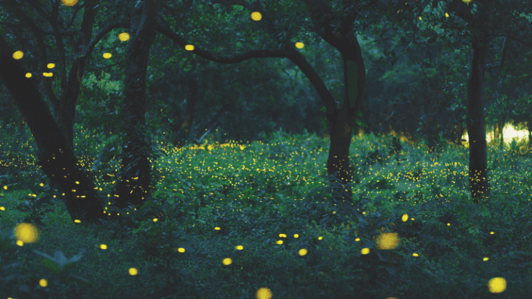 7 Florida Native Plants That Turn Your Yard Into a Firefly Nursery Kids Will Watch Light Up