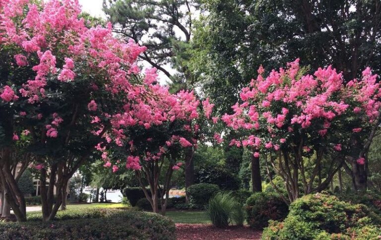 The One Thing California Crape Myrtles Need Before Summer Ends, and Most Homeowners Miss the Window