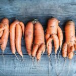 If Your Fall Carrot Roots Come Up Forked and Stunted in the Warm Late-Summer Soil, Here Is Why