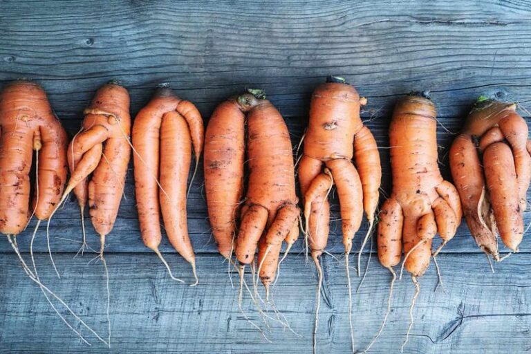 If Your Fall Carrot Roots Come Up Forked and Stunted in the Warm Late-Summer Soil, Here Is Why