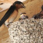 Do Barn Swallows Nesting Under Your Texas Eaves Actually Reduce Mosquitoes?