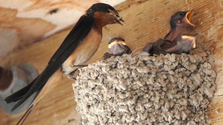 Do Barn Swallows Nesting Under Your Texas Eaves Actually Reduce Mosquitoes?