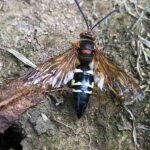 What It Really Means When Cicada Killer Wasps Start Digging Up Your North Carolina Lawn In Late Summer