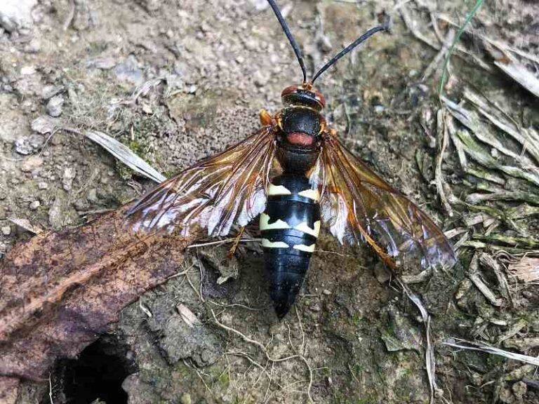 What It Really Means When Cicada Killer Wasps Start Digging Up Your North Carolina Lawn In Late Summer