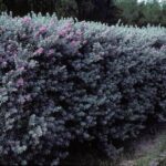 Texas Sage Is a Drought-Tough Native for Your Central Texas Foundation – Not a Proven Scorpion Barrier