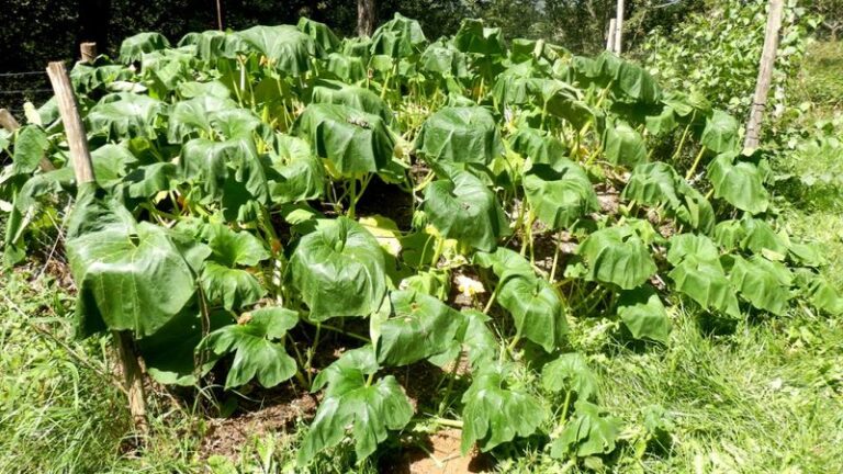 If your zucchini leaves wilt flat by every afternoon in August heat, one watering habit is usually behind it