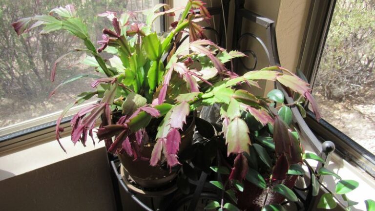 Your Indoor Plants Turn Purple and Blotchy – Here’s the Hidden Stress Usually Behind It