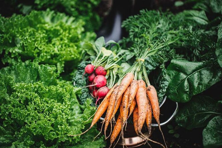 7 Florida Vegetables to Plant Right Now for a Winter Harvest That Beats Your Neighbor’s Empty Beds