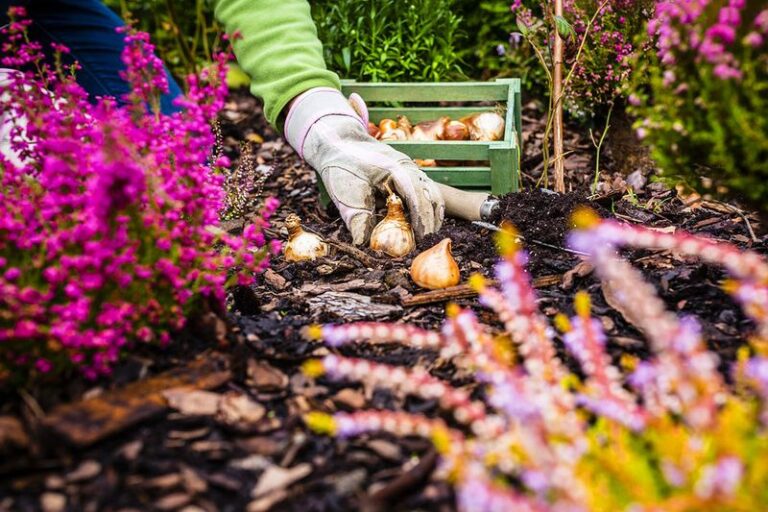Start These Fall Flowers Now or You’ll Miss the Window for Autumn Color Entirely
