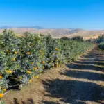 The One Thing California Citrus Owners Forget to Do in Early Fall That Quietly Shrinks the Next Harvest