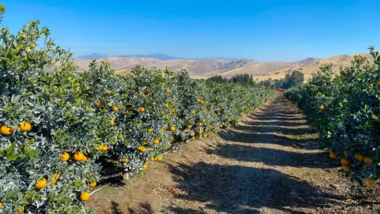 The One Thing California Citrus Owners Forget to Do in Early Fall That Quietly Shrinks the Next Harvest