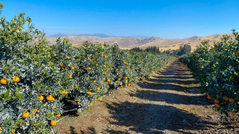 The One Thing California Citrus Owners Forget to Do in Early Fall That Quietly Shrinks the Next Harvest