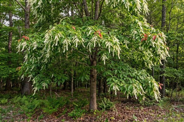 Sourwood: The Overlooked North Carolina Native Tree That Delivers Valuable Midsummer Nectar for Pollinators