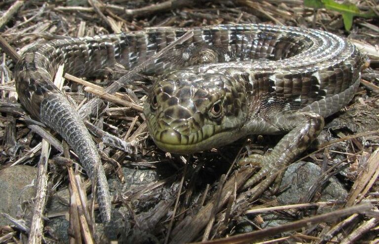 What It Really Means When Alligator Lizards Show Up Under Your California Woodpile Late In Summer