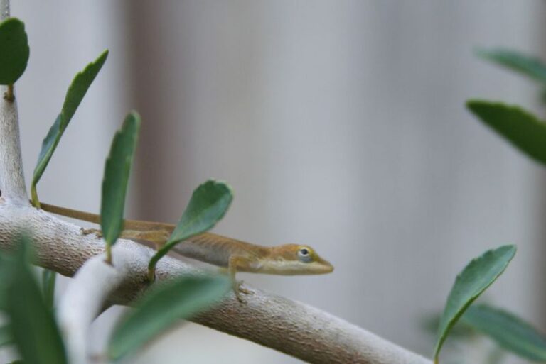 Yaupon Holly For Your Porch: What It Can Do For Wildlife And What It Cannot Do For Cockroaches