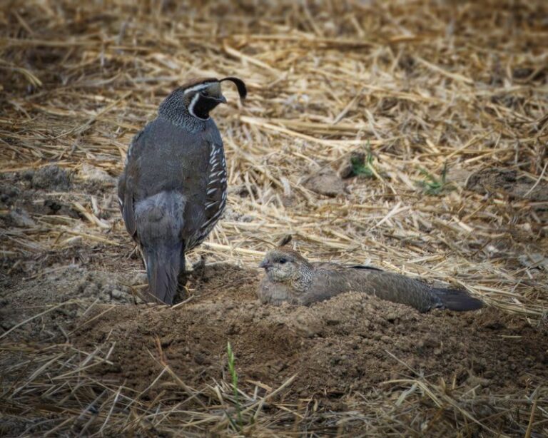 What It Really Means When California Quail Suddenly Start Nesting in Your Backyard This Summer