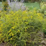 The Most Underrated North Carolina Native That Keeps Blooming Right Through September’s Sticky Heat