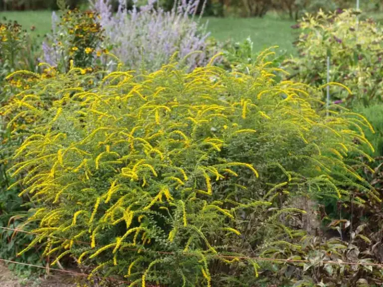The Most Underrated North Carolina Native That Keeps Blooming Right Through September’s Sticky Heat