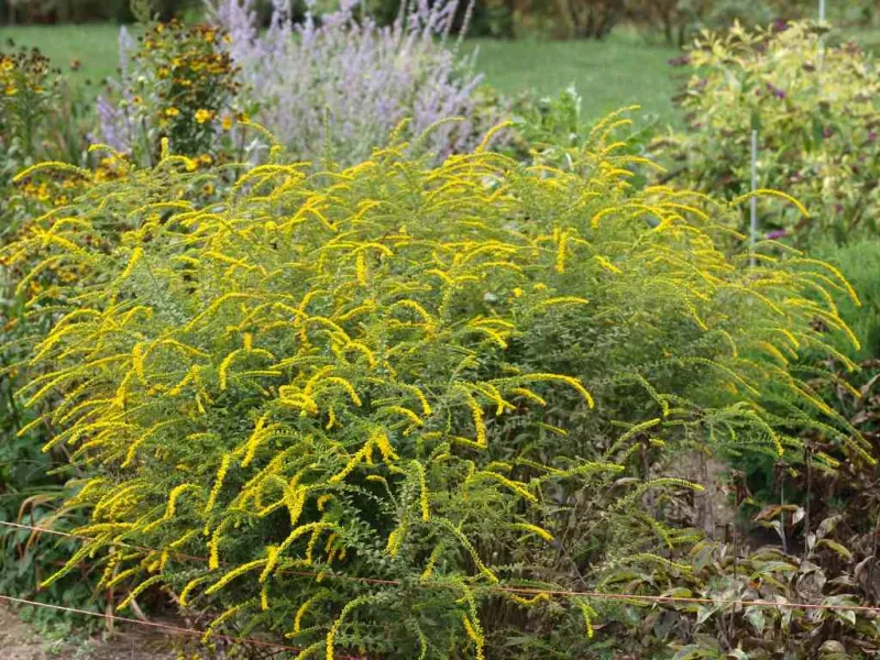 The Most Underrated North Carolina Native That Keeps Blooming Right Through September’s Sticky Heat