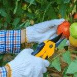 The Fall Tomato Varieties Texans Set Out Right Now for a Harvest Before the First Freeze