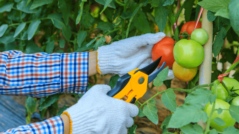 The Fall Tomato Varieties Texans Set Out Right Now for a Harvest Before the First Freeze